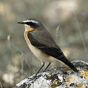 Northern Wheatear