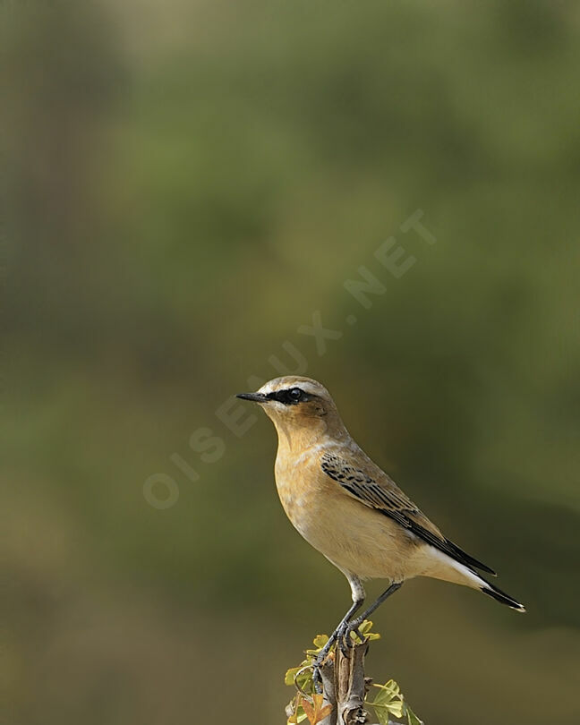 Northern Wheatear