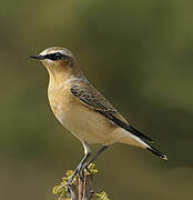 Northern Wheatear