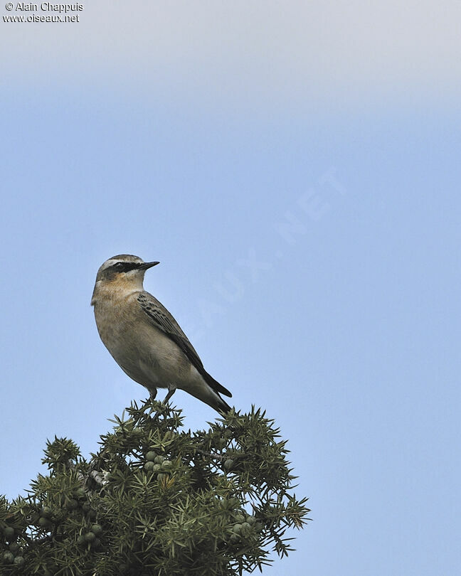 Northern Wheatear male adult, identification