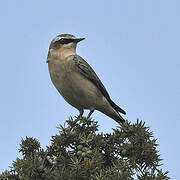 Northern Wheatear