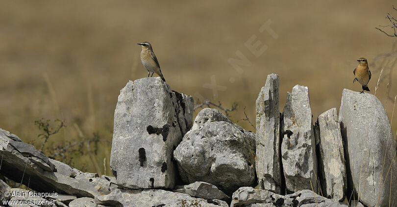 Traquet motteux adulte, identification