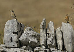 Northern Wheatear