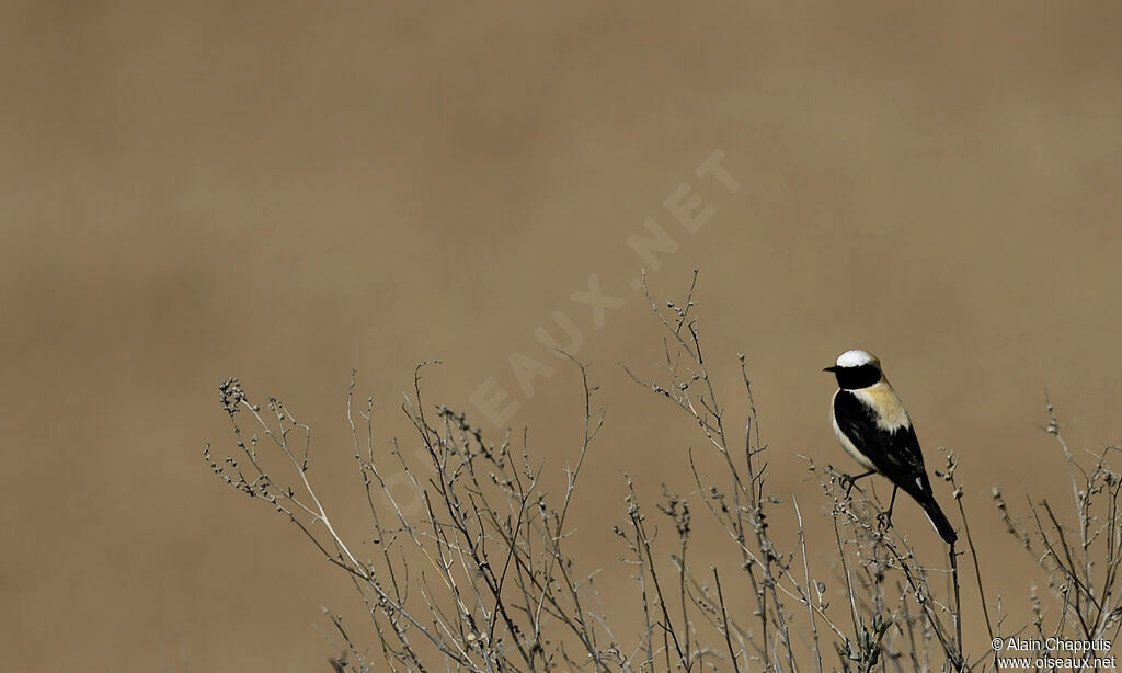 Western Black-eared Wheatear male adult, identification, Behaviour