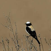 Western Black-eared Wheatear