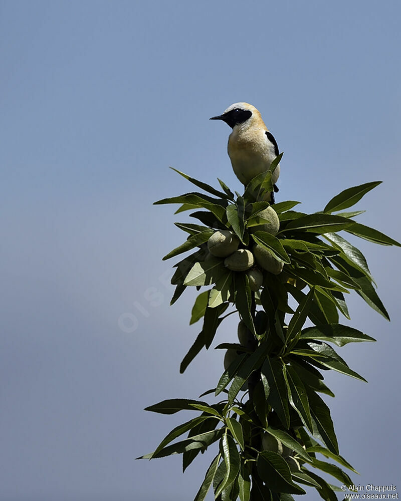 Western Black-eared Wheatear male adult, identification, Behaviour