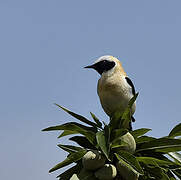 Western Black-eared Wheatear