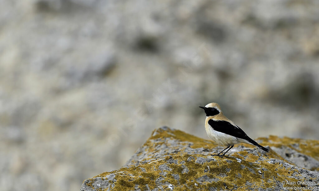 Western Black-eared Wheatear male adult, identification, Behaviour