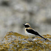 Western Black-eared Wheatear