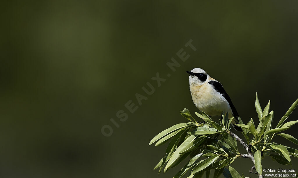 Western Black-eared Wheatear male adult, identification, Behaviour