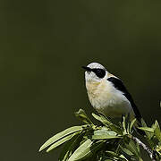 Western Black-eared Wheatear