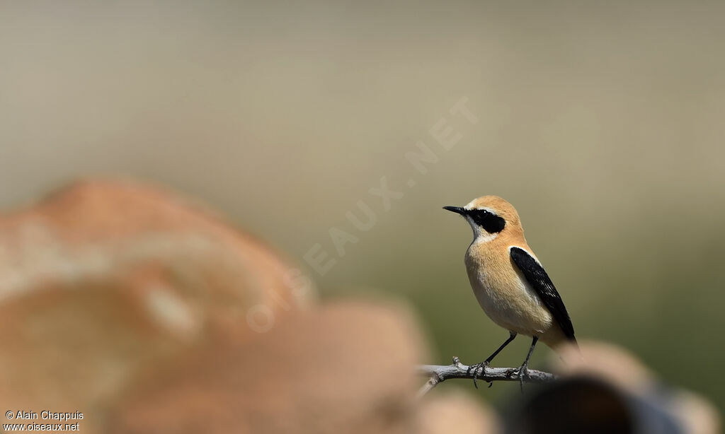 Western Black-eared Wheatearadult breeding