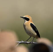 Western Black-eared Wheatear