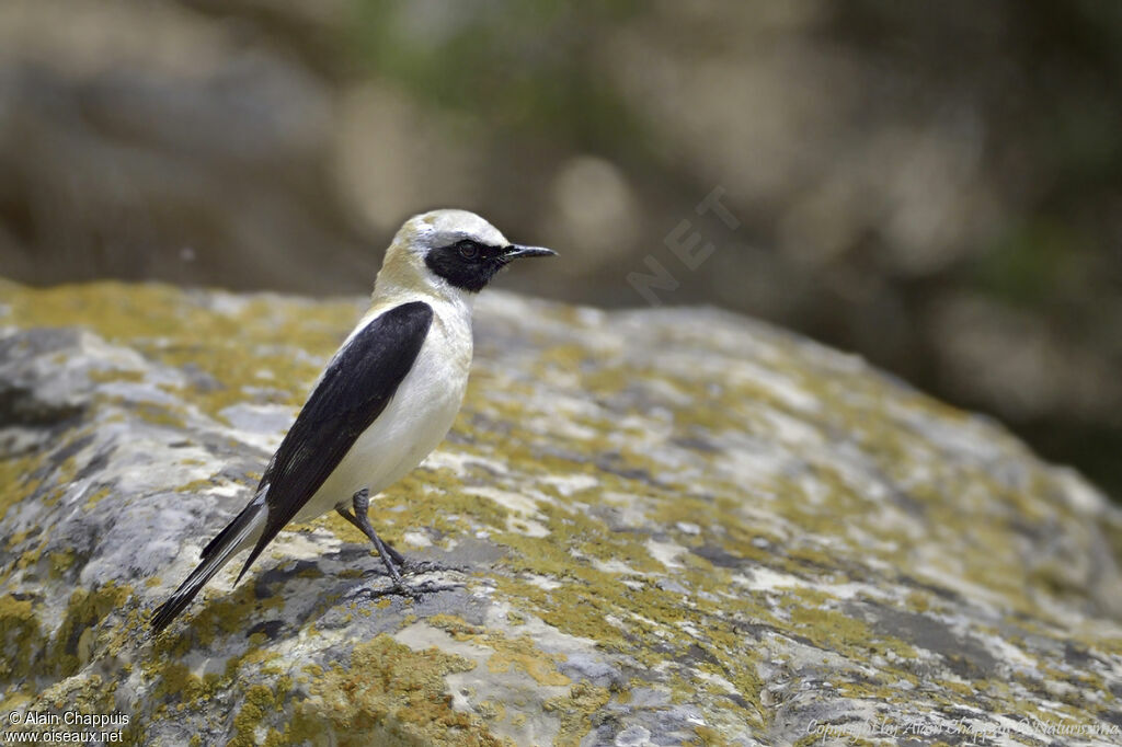 Western Black-eared Wheatearadult breeding, identification, close-up portrait, habitat