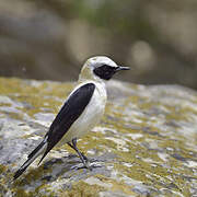 Western Black-eared Wheatear