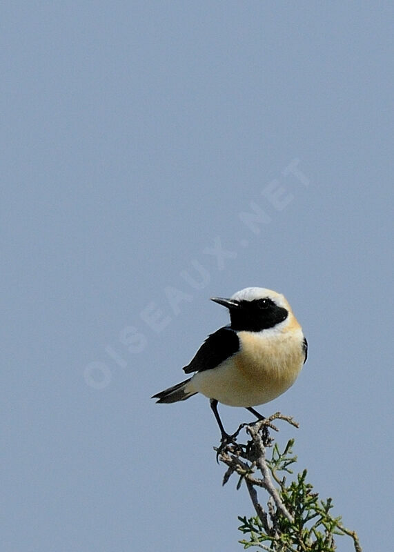 Black-eared Wheatear male adult breeding, identification, Behaviour