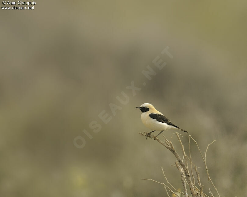 Black-eared Wheatear male adult breeding, identification, Behaviour