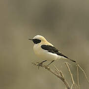 Western Black-eared Wheatear