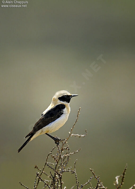 Black-eared Wheatear male adult breeding, identification, Behaviour