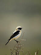 Western Black-eared Wheatear