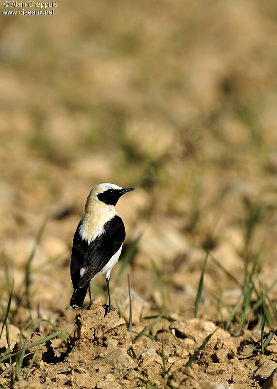 Black-eared Wheatear male adult breeding, identification, Behaviour