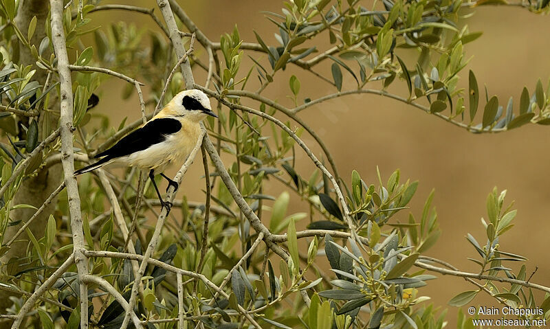 Black-eared Wheatear male adult, identification, Behaviour