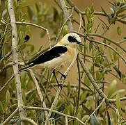 Western Black-eared Wheatear