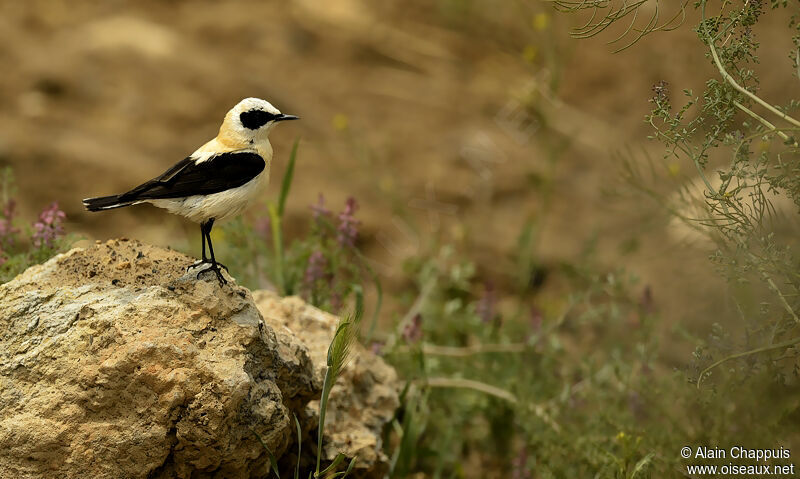 Black-eared Wheatear male adult, identification, Behaviour