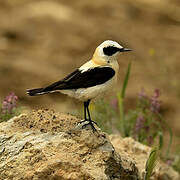 Western Black-eared Wheatear