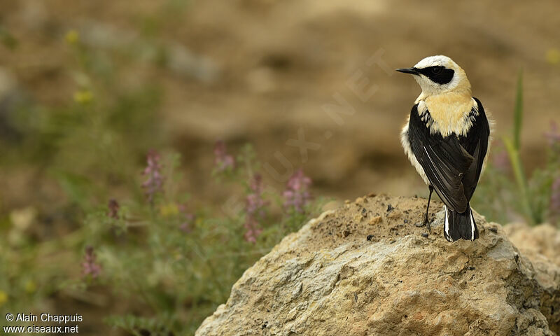 Black-eared Wheatear male adult, identification, Behaviour