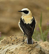 Western Black-eared Wheatear