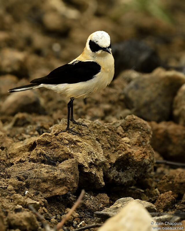 Western Black-eared Wheatear male adult, identification, Behaviour