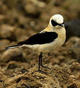 Western Black-eared Wheatear