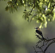 Western Black-eared Wheatear