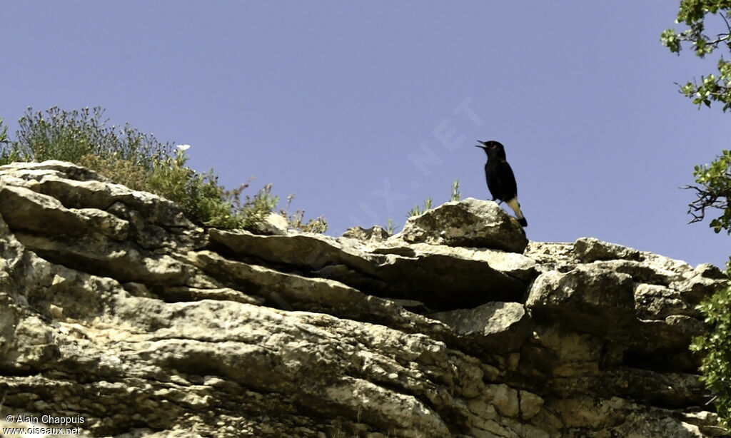 Black Wheatear male adult, identification, Behaviour