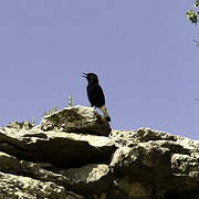 Black Wheatear