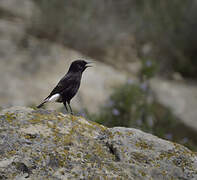 Black Wheatear