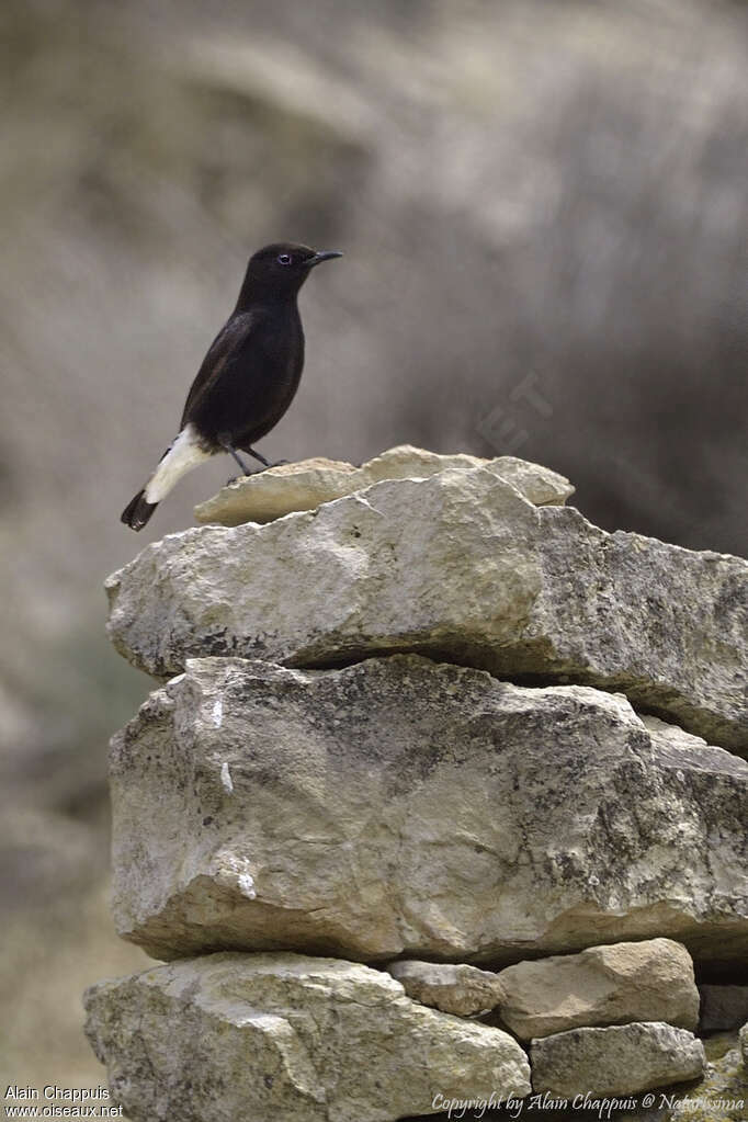 Black Wheatear, identification