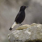 Black Wheatear