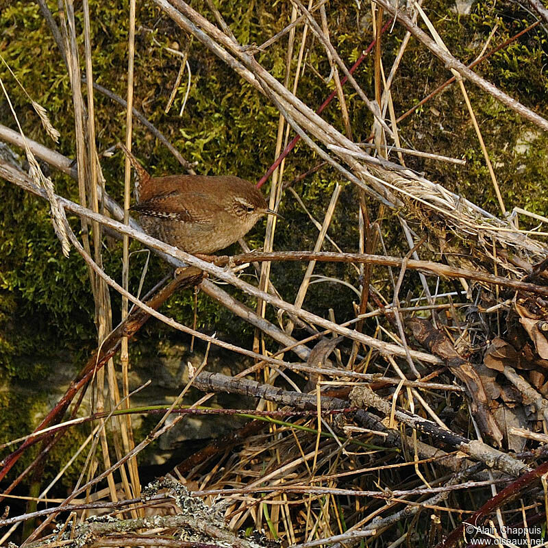 Eurasian Wrenadult, identification, Behaviour