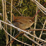 Eurasian Wren