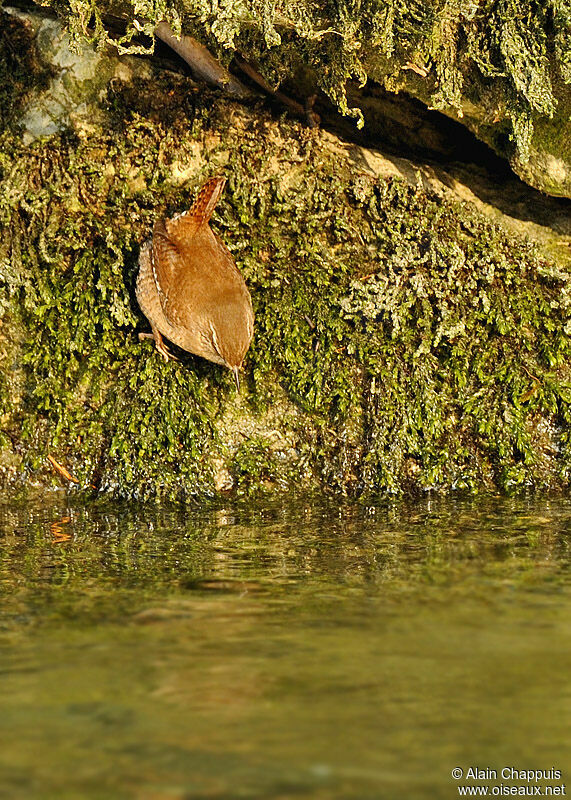 Eurasian Wrenadult, identification, Behaviour