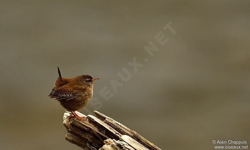 Eurasian Wrenadult, identification, Behaviour