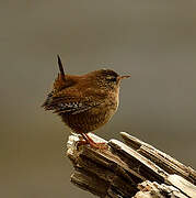 Eurasian Wren