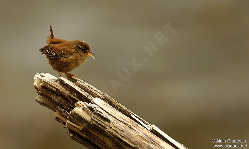 Eurasian Wrenadult, identification, Behaviour