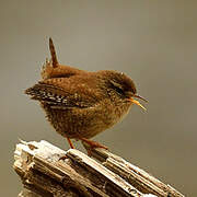 Eurasian Wren