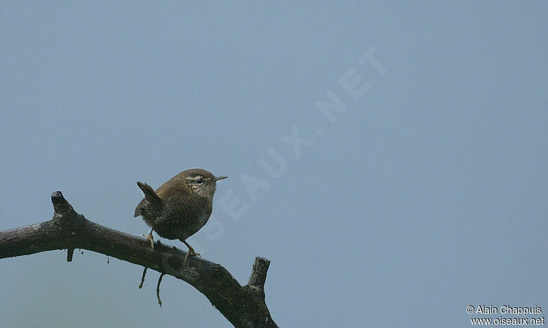 Eurasian Wrenadult, identification, Behaviour