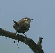 Eurasian Wren