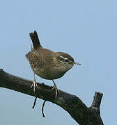 Eurasian Wren