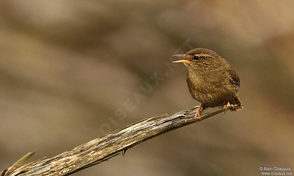 Troglodyte mignon mâle adulte, identification, chant, Comportement